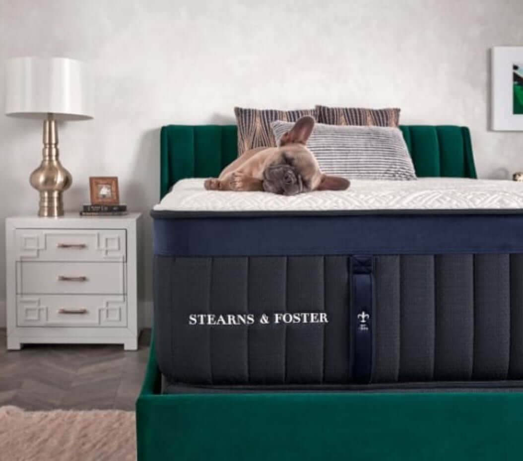 Dog resting on a Stearns & Foster mattress in a modern bedroom with green accents and stylish decor.