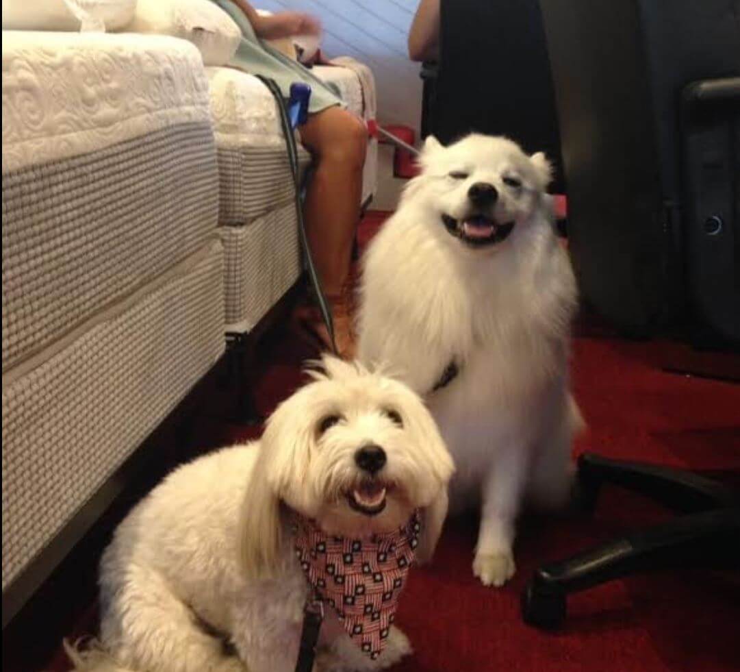 Two happy dogs sitting on a red carpet in a cozy room, one wearing a bandana and the other with a playful expression.