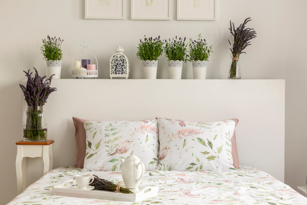 Elevate Your Sleep with Bedroom Plants: A Comprehensive Guide
