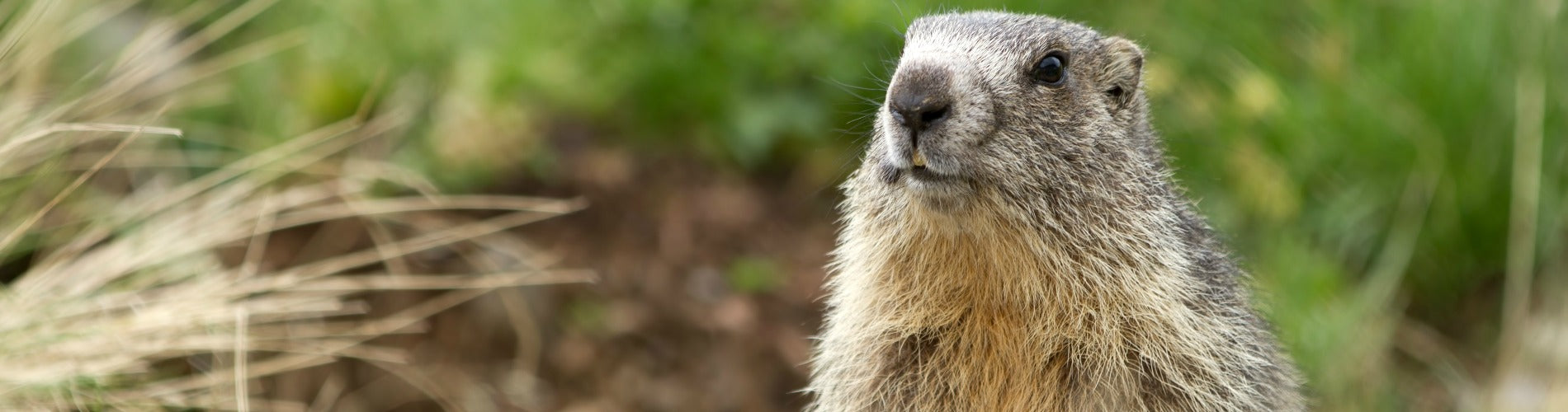 Groundhog Day – Can an Earlier Spring Mean Better Sleep for Us?