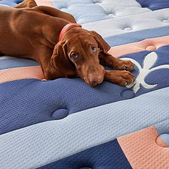 Stearns & Foster Reserve® Duet™ 17" Mattress