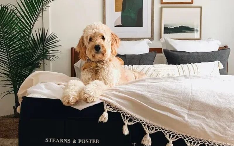 Goldendoodle lounging on a luxury mattress in a well-decorated bedroom